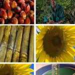 el-reto-de-los-biocombustibles